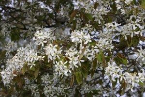 Amelanchier Lamarchii (1200 x 801)